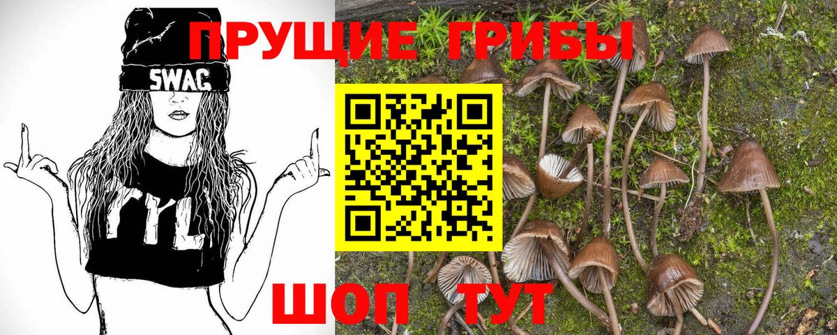 Галлюциногенные грибы Psilocybine cubensis Междуреченск